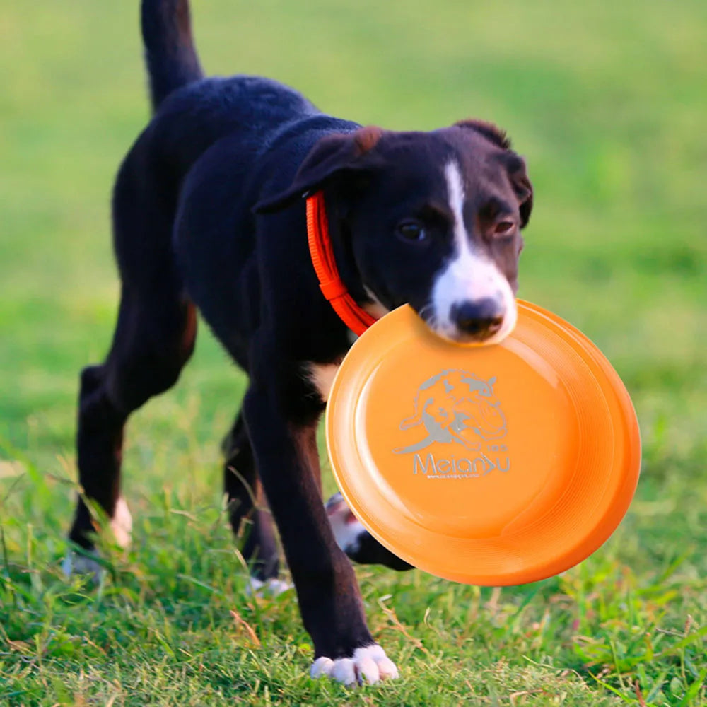 Dog Training Disc - Durable Pet  for Puppy & Adult Dog Training, Lightweight Easy-Catch Dog Training Toy, Essential Pet Supplies